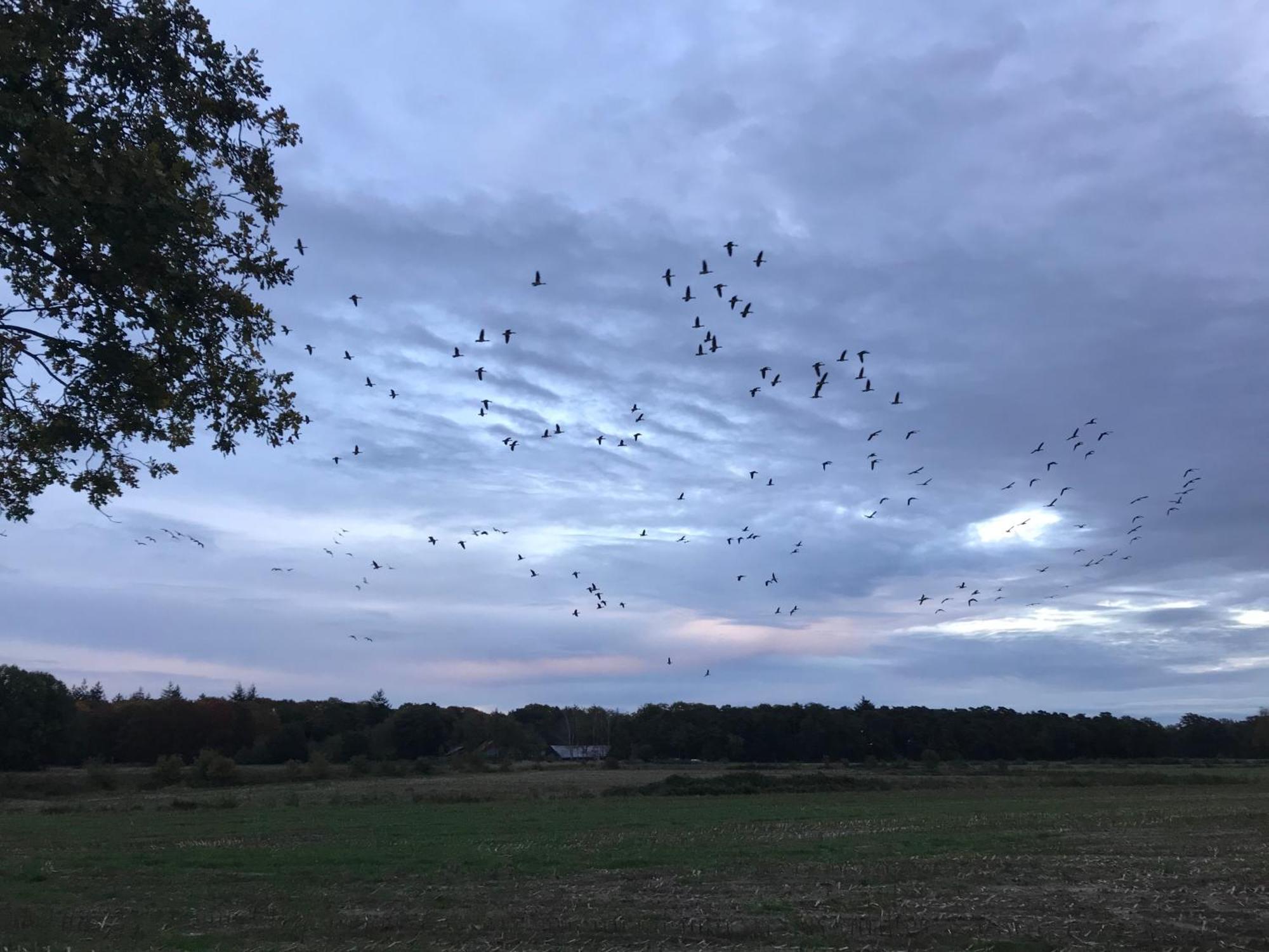 Vakantiehuis Appelvink, Toplocatie In Bosrijke Omgeving Oisterwijk Εξωτερικό φωτογραφία